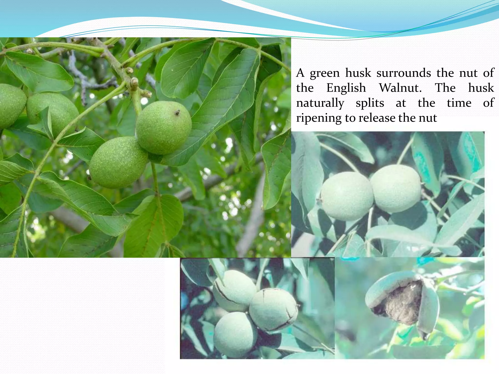 A green husk surrounds the nut of
the English Walnut. The husk
naturally splits at the time of
ripening to release the nut
 