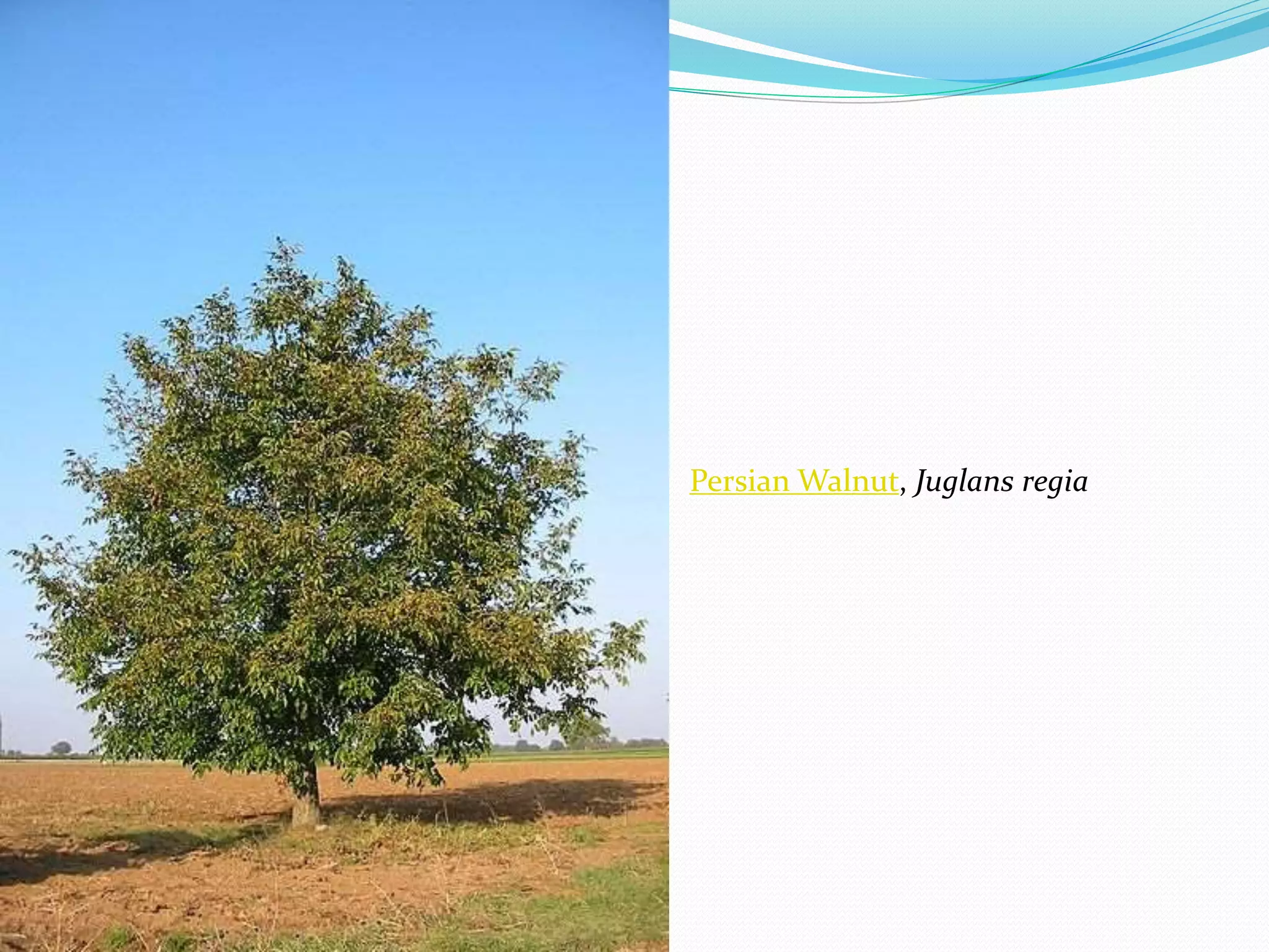 Persian Walnut, Juglans regia
 