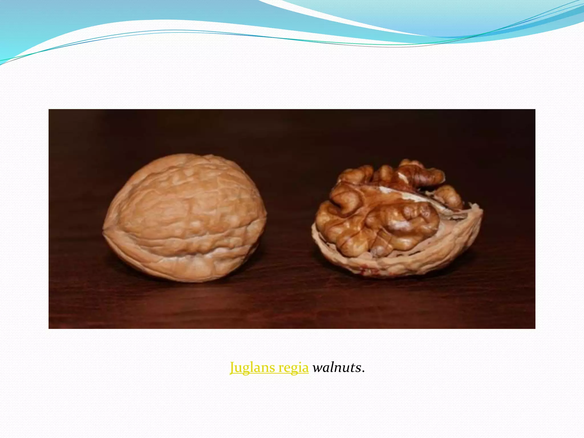 Juglans regia walnuts.
 