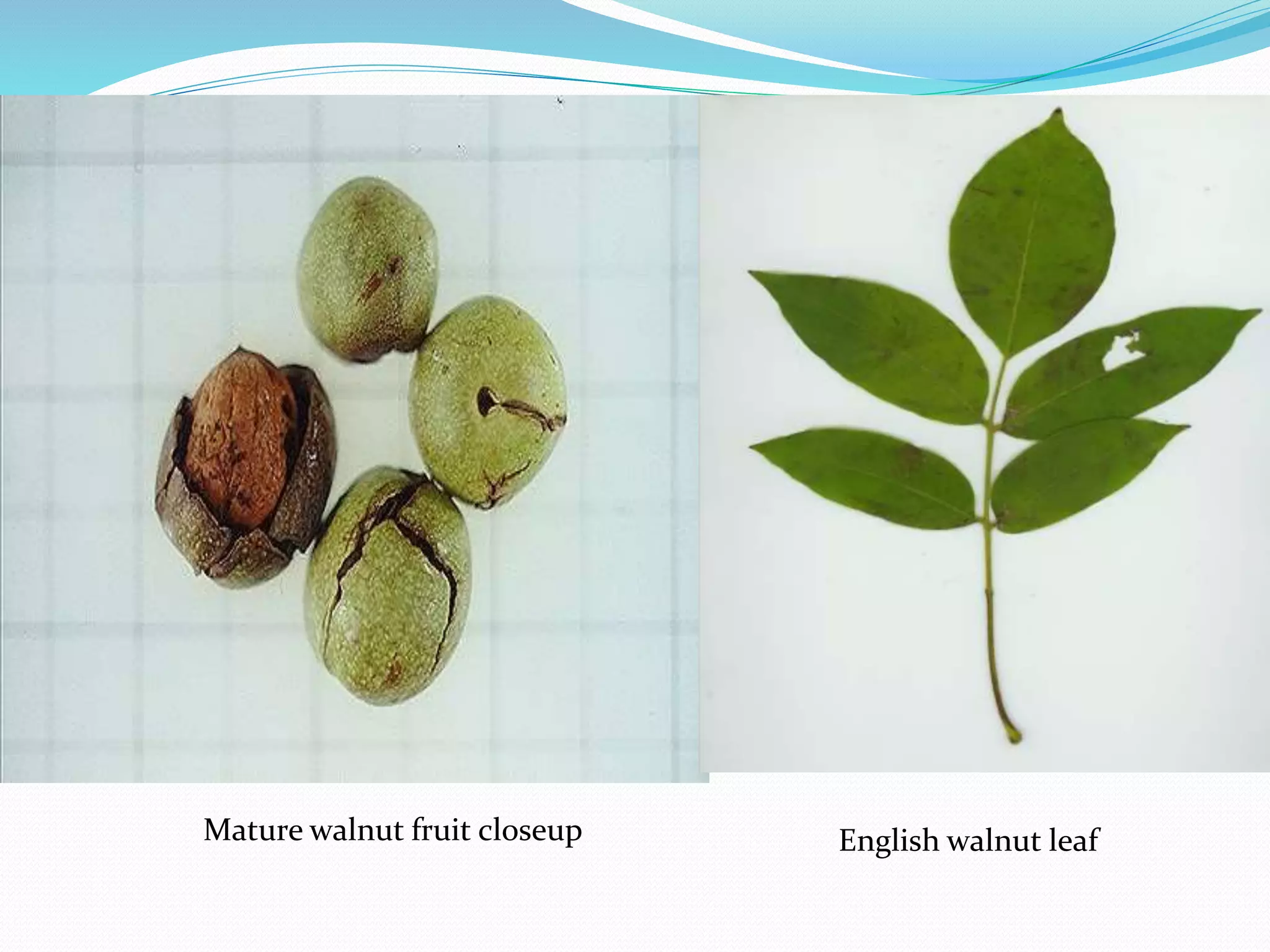 Mature walnut fruit closeup English walnut leaf
 