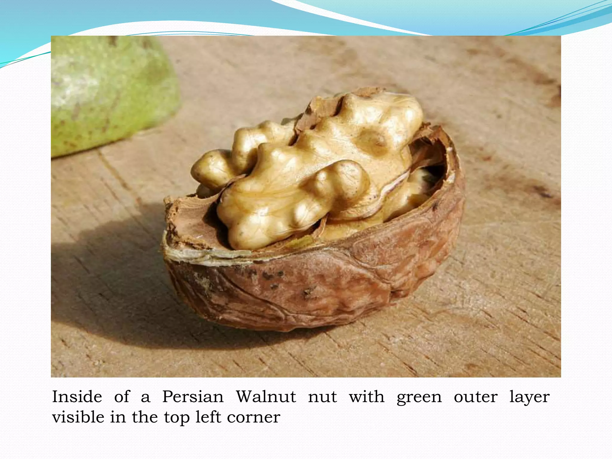 Inside of a Persian Walnut nut with green outer layer
visible in the top left corner
 