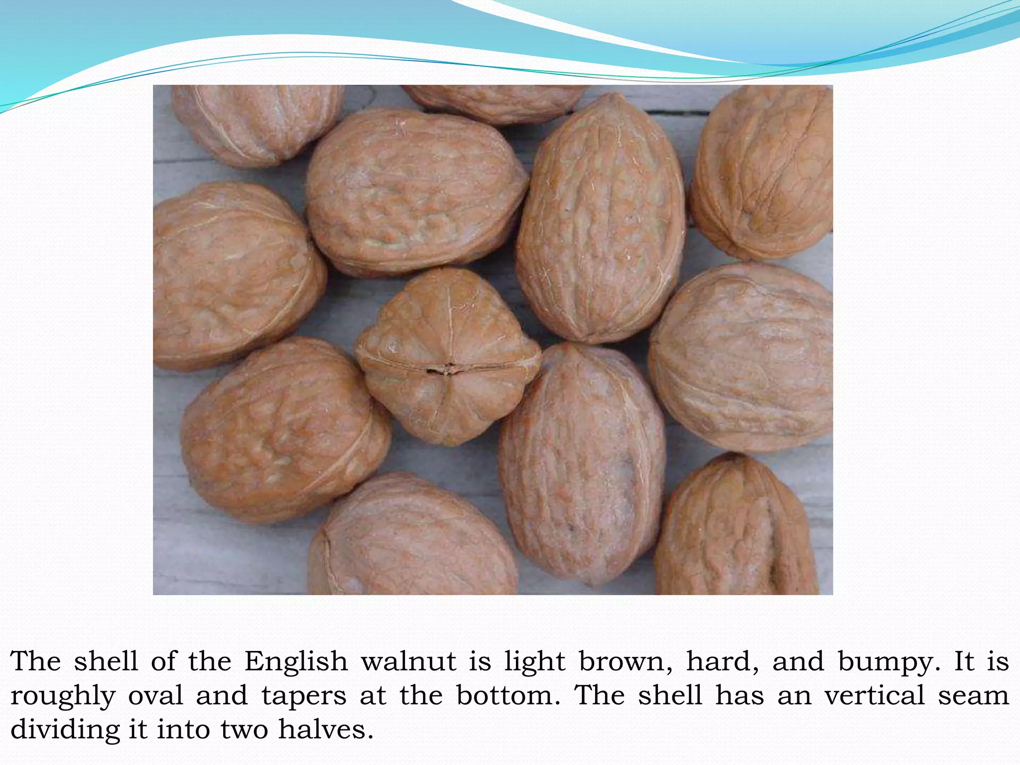 The shell of the English walnut is light brown, hard, and bumpy. It is
roughly oval and tapers at the bottom. The shell has an vertical seam
dividing it into two halves.
 