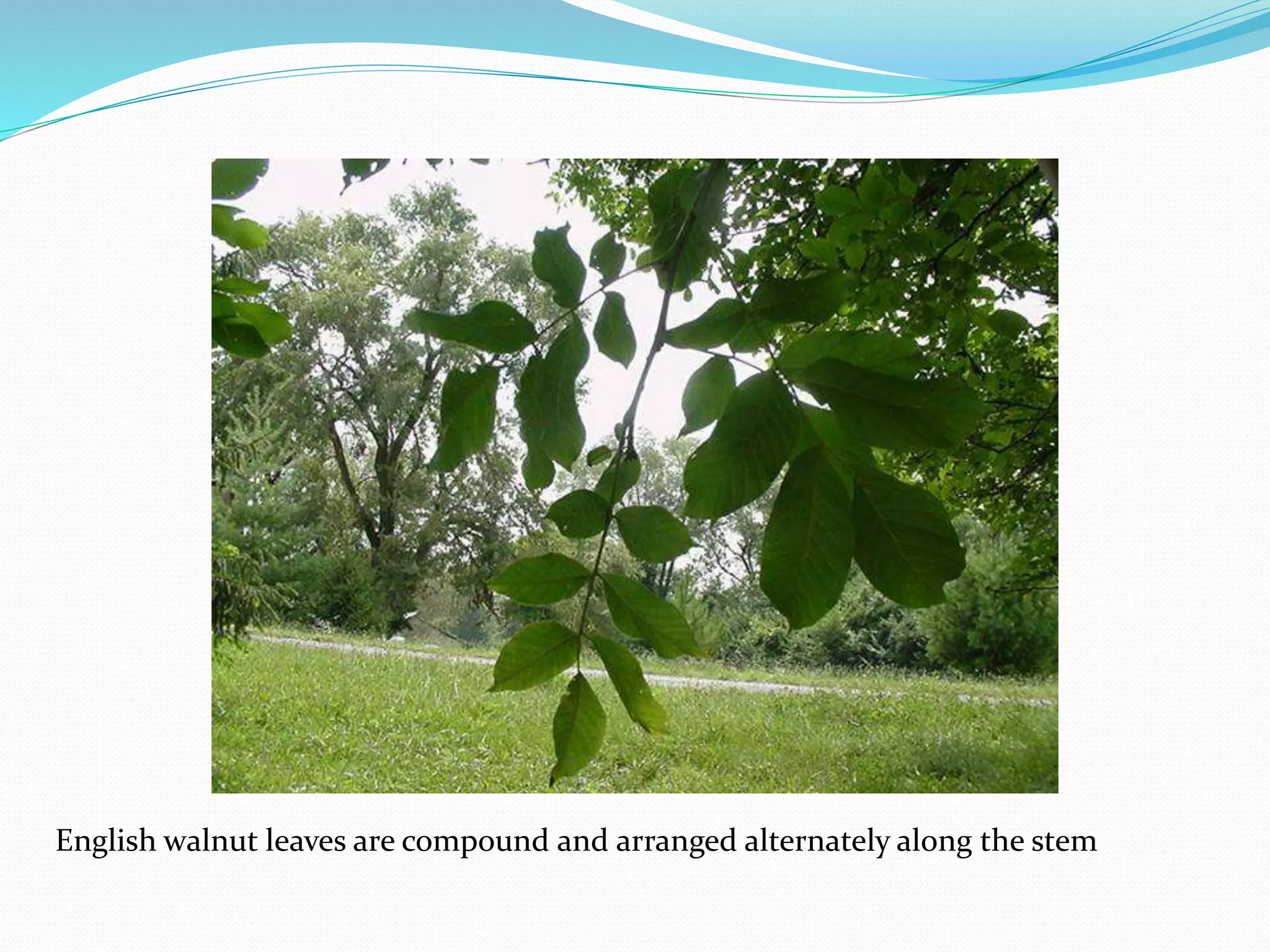 English walnut leaves are compound and arranged alternately along the stem
 
