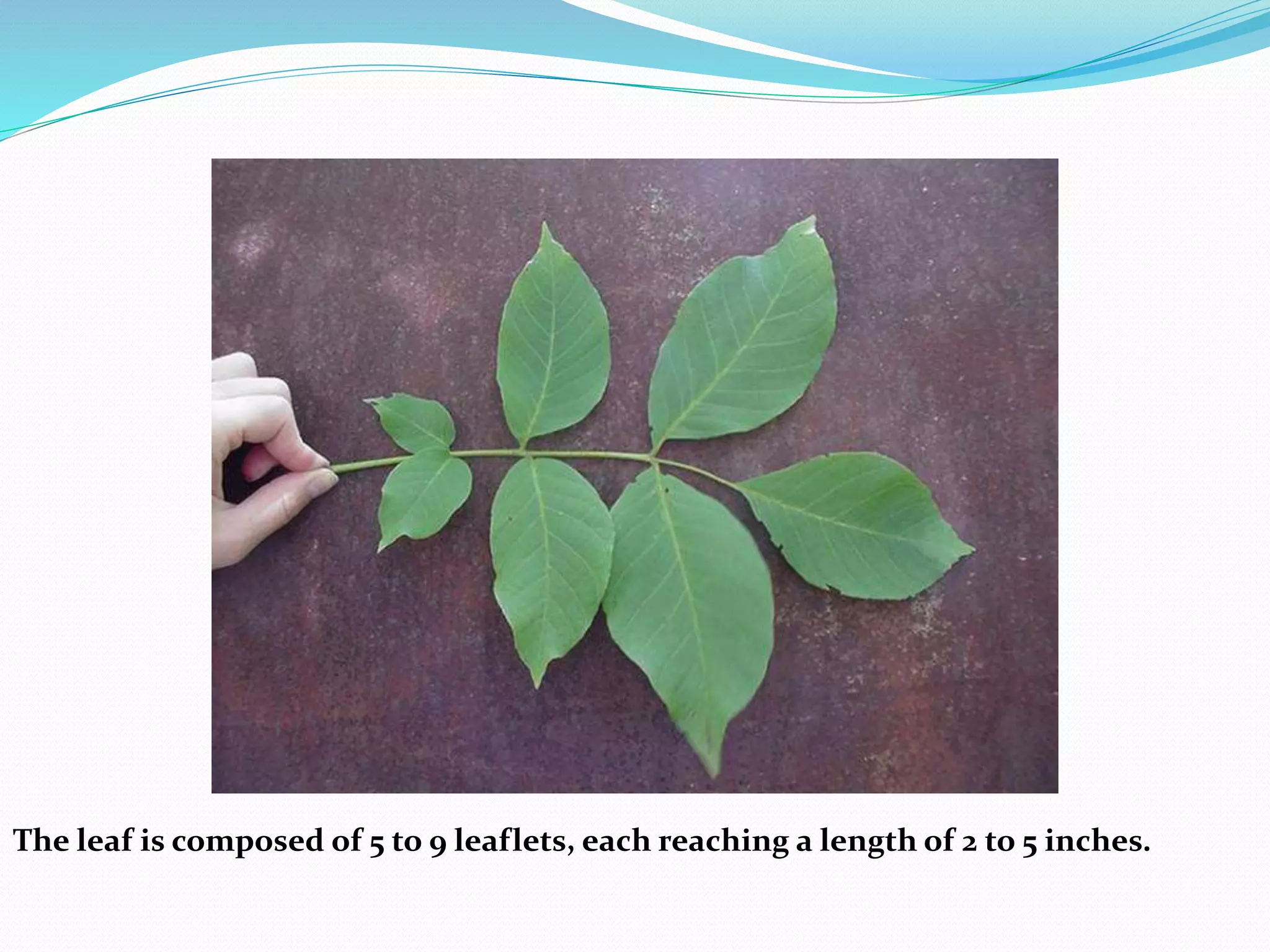 The leaf is composed of 5 to 9 leaflets, each reaching a length of 2 to 5 inches.
 