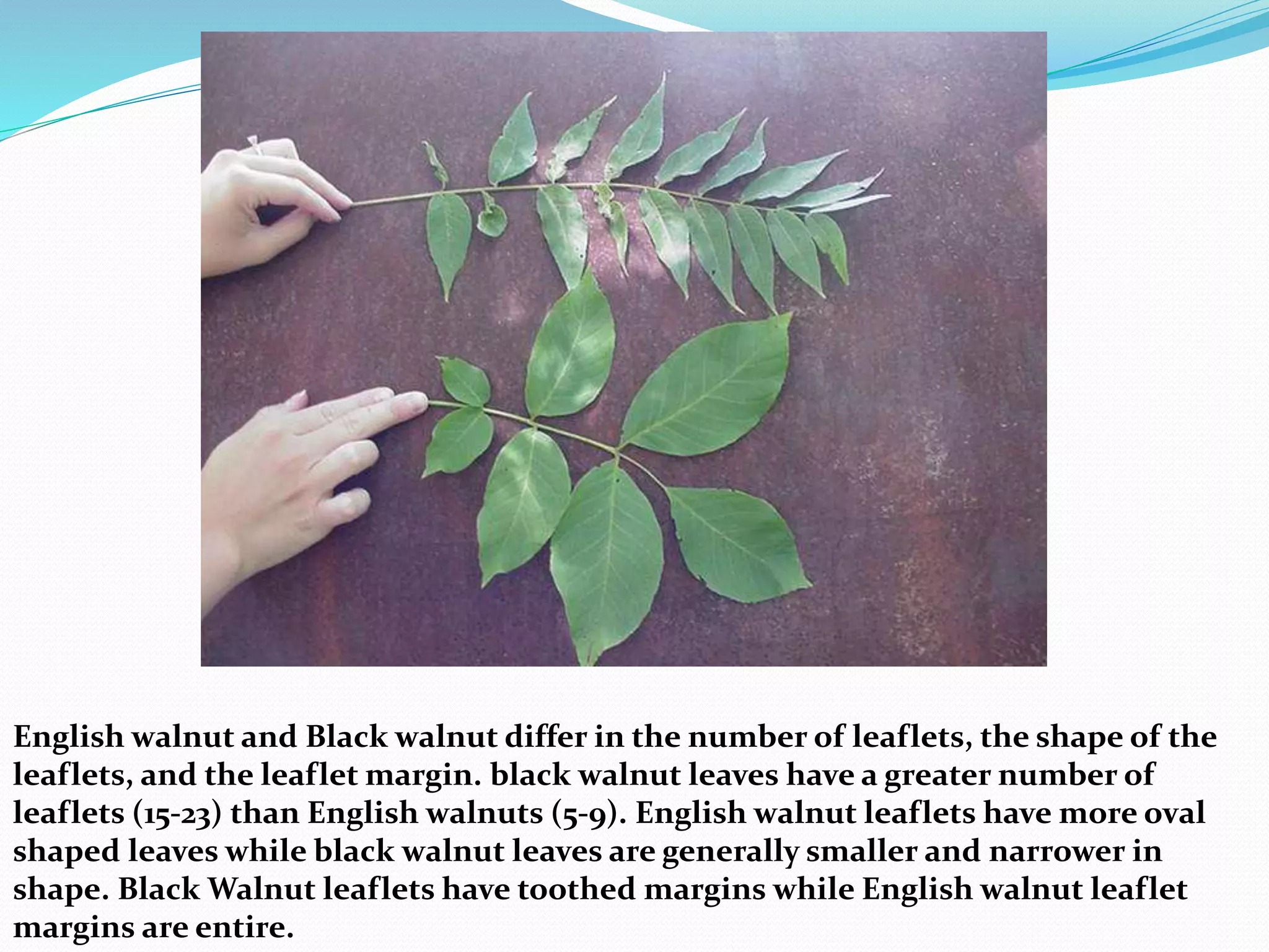 English walnut and Black walnut differ in the number of leaflets, the shape of the
leaflets, and the leaflet margin. black walnut leaves have a greater number of
leaflets (15-23) than English walnuts (5-9). English walnut leaflets have more oval
shaped leaves while black walnut leaves are generally smaller and narrower in
shape. Black Walnut leaflets have toothed margins while English walnut leaflet
margins are entire.
 