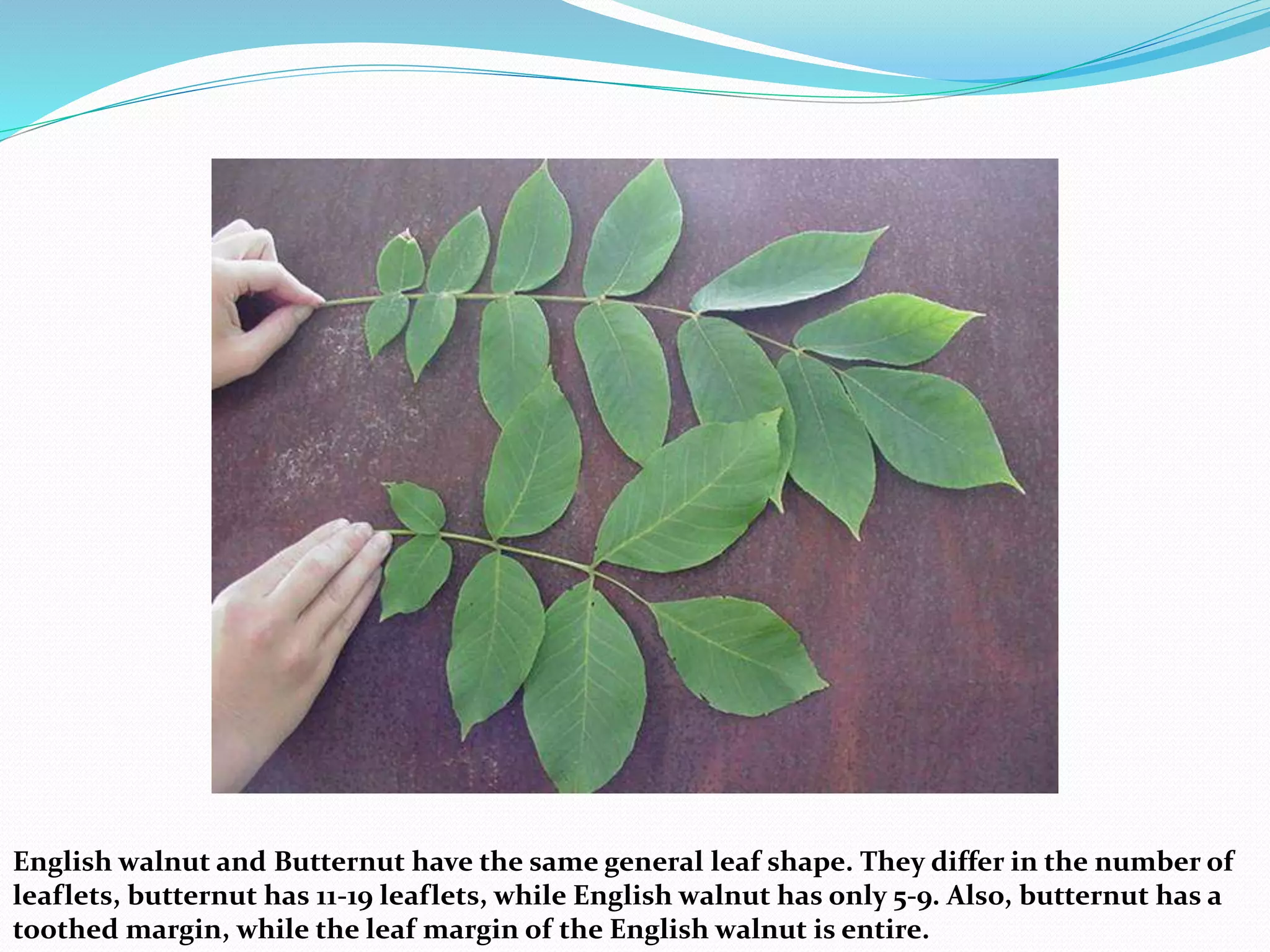 English walnut and Butternut have the same general leaf shape. They differ in the number of
leaflets, butternut has 11-19 leaflets, while English walnut has only 5-9. Also, butternut has a
toothed margin, while the leaf margin of the English walnut is entire.
 