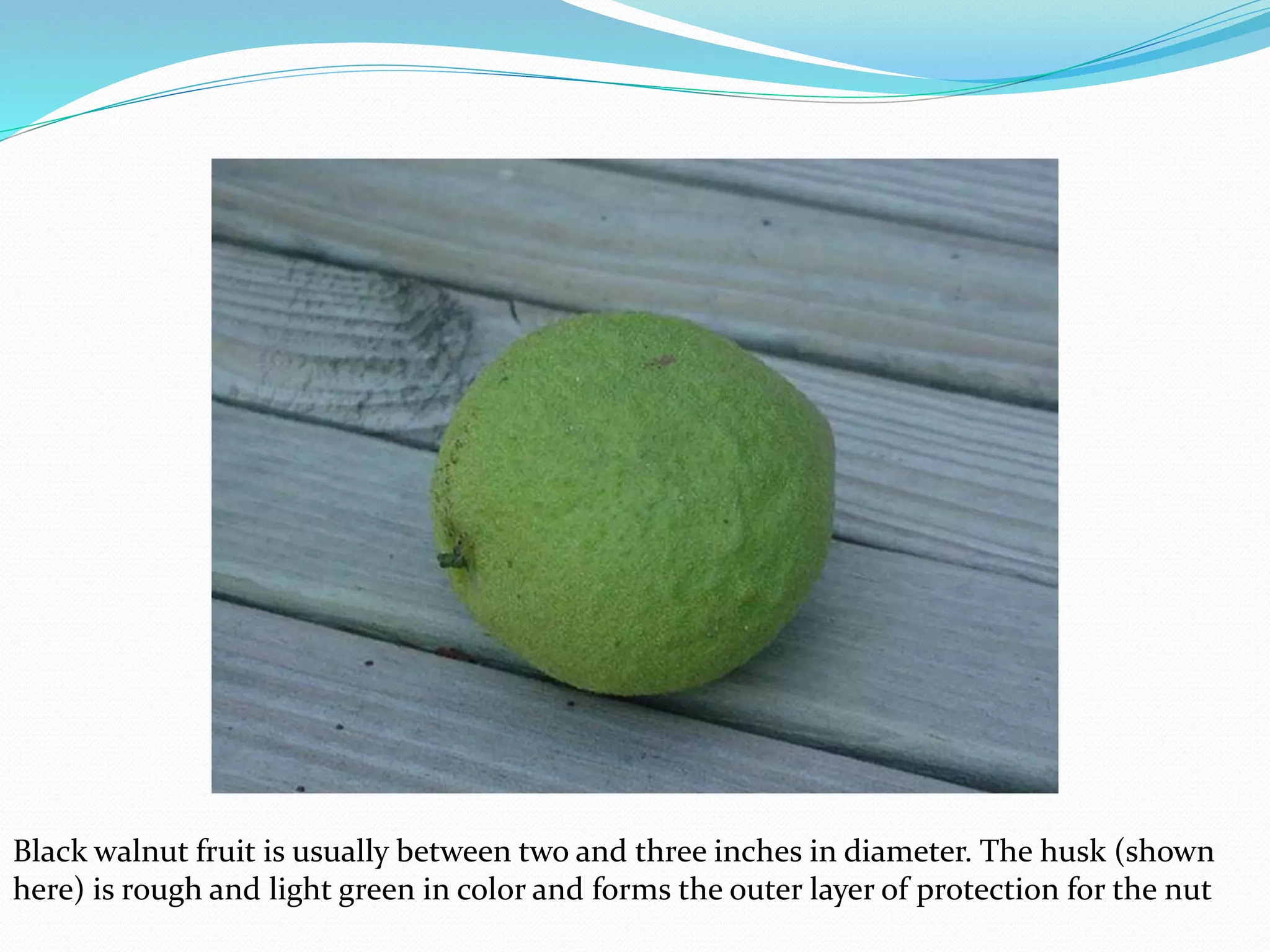 Black walnut fruit is usually between two and three inches in diameter. The husk (shown
here) is rough and light green in color and forms the outer layer of protection for the nut
 