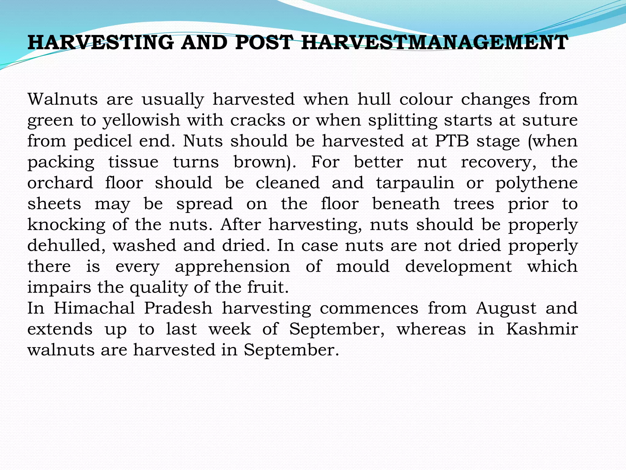 Walnuts are usually harvested when hull colour changes from
green to yellowish with cracks or when splitting starts at suture
from pedicel end. Nuts should be harvested at PTB stage (when
packing tissue turns brown). For better nut recovery, the
orchard floor should be cleaned and tarpaulin or polythene
sheets may be spread on the floor beneath trees prior to
knocking of the nuts. After harvesting, nuts should be properly
dehulled, washed and dried. In case nuts are not dried properly
there is every apprehension of mould development which
impairs the quality of the fruit.
In Himachal Pradesh harvesting commences from August and
extends up to last week of September, whereas in Kashmir
walnuts are harvested in September.
HARVESTING AND POST HARVESTMANAGEMENT
 