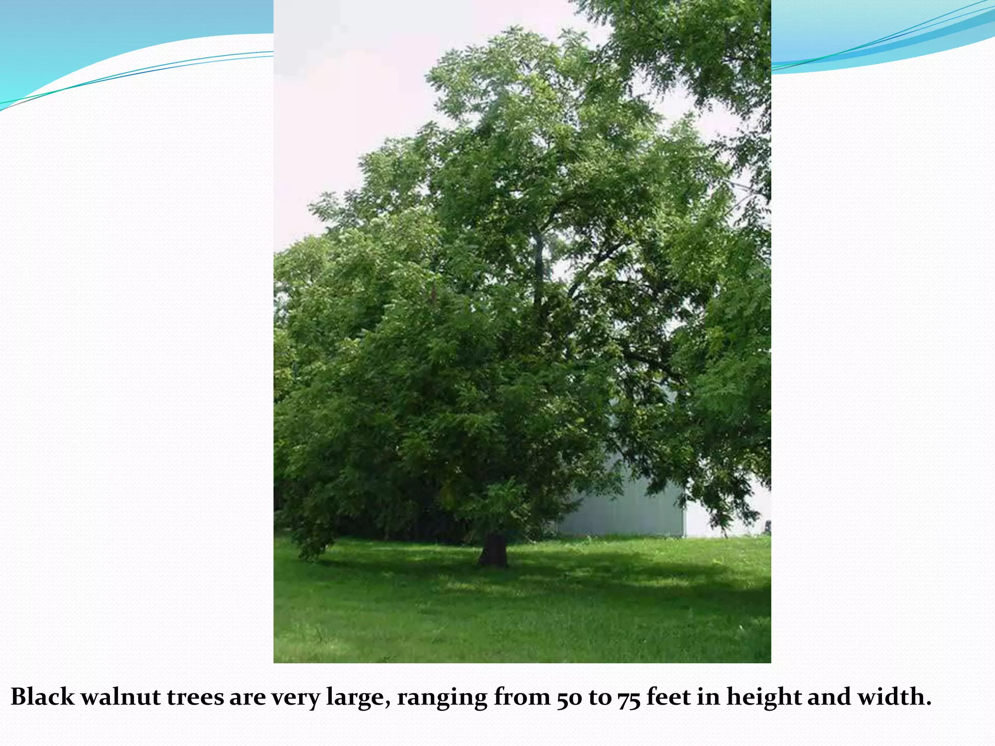 Black walnut trees are very large, ranging from 50 to 75 feet in height and width.
 