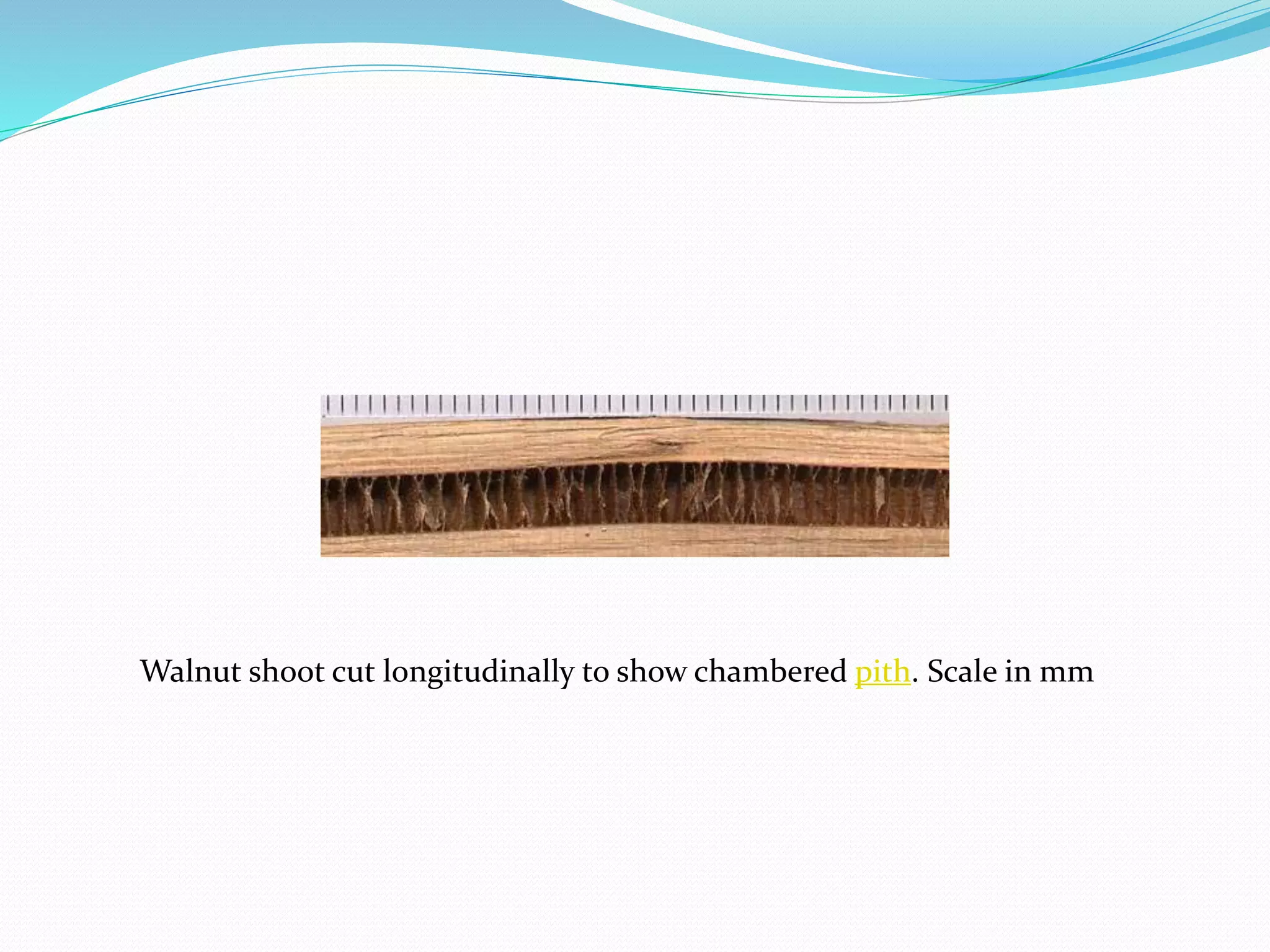 Walnut shoot cut longitudinally to show chambered pith. Scale in mm
 