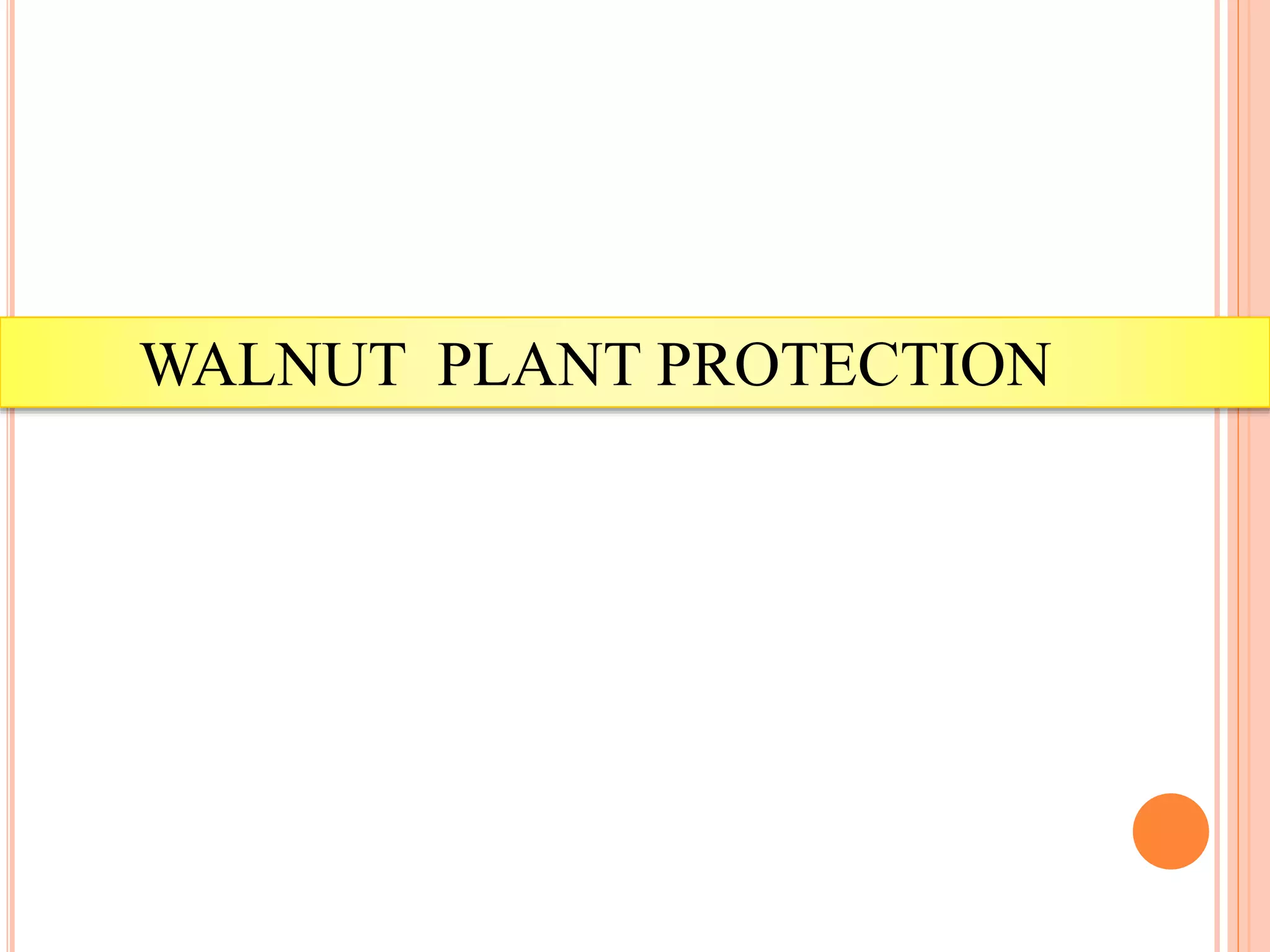 WALNUT PLANT PROTECTION
 