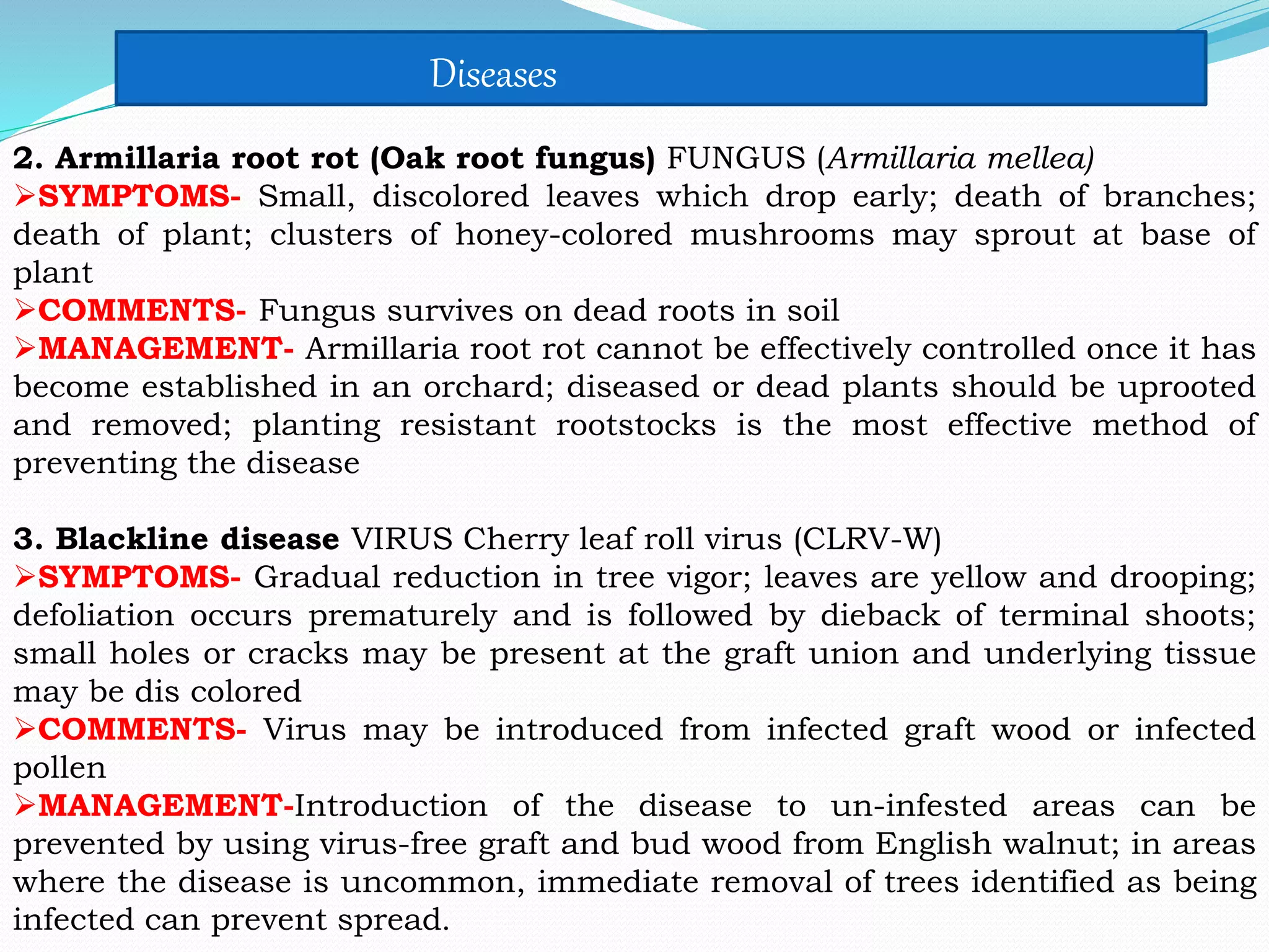 2. Armillaria root rot (Oak root fungus) FUNGUS (Armillaria mellea)
SYMPTOMS- Small, discolored leaves which drop early; death of branches;
death of plant; clusters of honey-colored mushrooms may sprout at base of
plant
COMMENTS- Fungus survives on dead roots in soil
MANAGEMENT- Armillaria root rot cannot be effectively controlled once it has
become established in an orchard; diseased or dead plants should be uprooted
and removed; planting resistant rootstocks is the most effective method of
preventing the disease
3. Blackline disease VIRUS Cherry leaf roll virus (CLRV-W)
SYMPTOMS- Gradual reduction in tree vigor; leaves are yellow and drooping;
defoliation occurs prematurely and is followed by dieback of terminal shoots;
small holes or cracks may be present at the graft union and underlying tissue
may be dis colored
COMMENTS- Virus may be introduced from infected graft wood or infected
pollen
MANAGEMENT-Introduction of the disease to un-infested areas can be
prevented by using virus-free graft and bud wood from English walnut; in areas
where the disease is uncommon, immediate removal of trees identified as being
infected can prevent spread.
Diseases
 