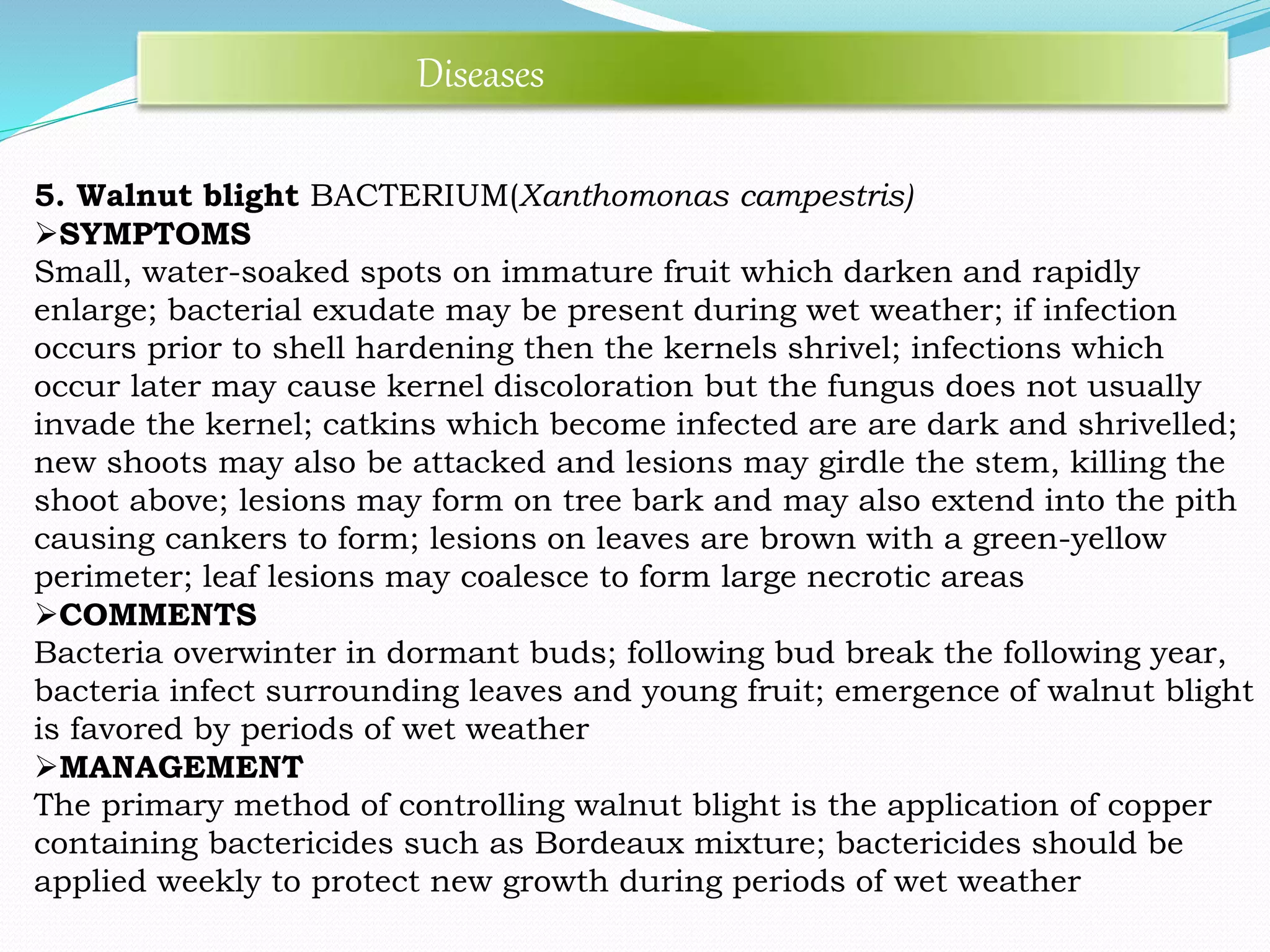5. Walnut blight BACTERIUM(Xanthomonas campestris)
SYMPTOMS
Small, water-soaked spots on immature fruit which darken and rapidly
enlarge; bacterial exudate may be present during wet weather; if infection
occurs prior to shell hardening then the kernels shrivel; infections which
occur later may cause kernel discoloration but the fungus does not usually
invade the kernel; catkins which become infected are are dark and shrivelled;
new shoots may also be attacked and lesions may girdle the stem, killing the
shoot above; lesions may form on tree bark and may also extend into the pith
causing cankers to form; lesions on leaves are brown with a green-yellow
perimeter; leaf lesions may coalesce to form large necrotic areas
COMMENTS
Bacteria overwinter in dormant buds; following bud break the following year,
bacteria infect surrounding leaves and young fruit; emergence of walnut blight
is favored by periods of wet weather
MANAGEMENT
The primary method of controlling walnut blight is the application of copper
containing bactericides such as Bordeaux mixture; bactericides should be
applied weekly to protect new growth during periods of wet weather
Diseases
 