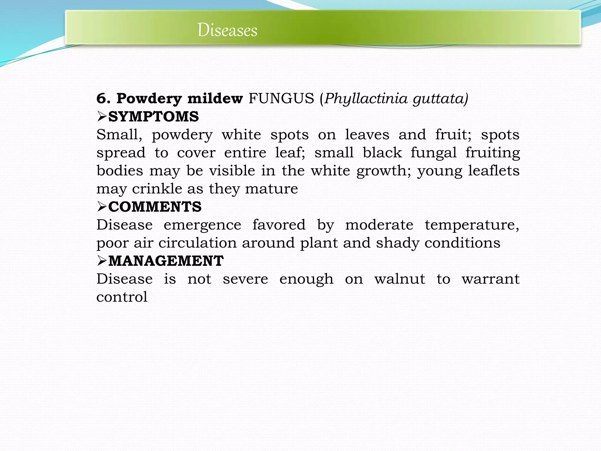 6. Powdery mildew FUNGUS (Phyllactinia guttata)
SYMPTOMS
Small, powdery white spots on leaves and fruit; spots
spread to cover entire leaf; small black fungal fruiting
bodies may be visible in the white growth; young leaflets
may crinkle as they mature
COMMENTS
Disease emergence favored by moderate temperature,
poor air circulation around plant and shady conditions
MANAGEMENT
Disease is not severe enough on walnut to warrant
control
Diseases
 