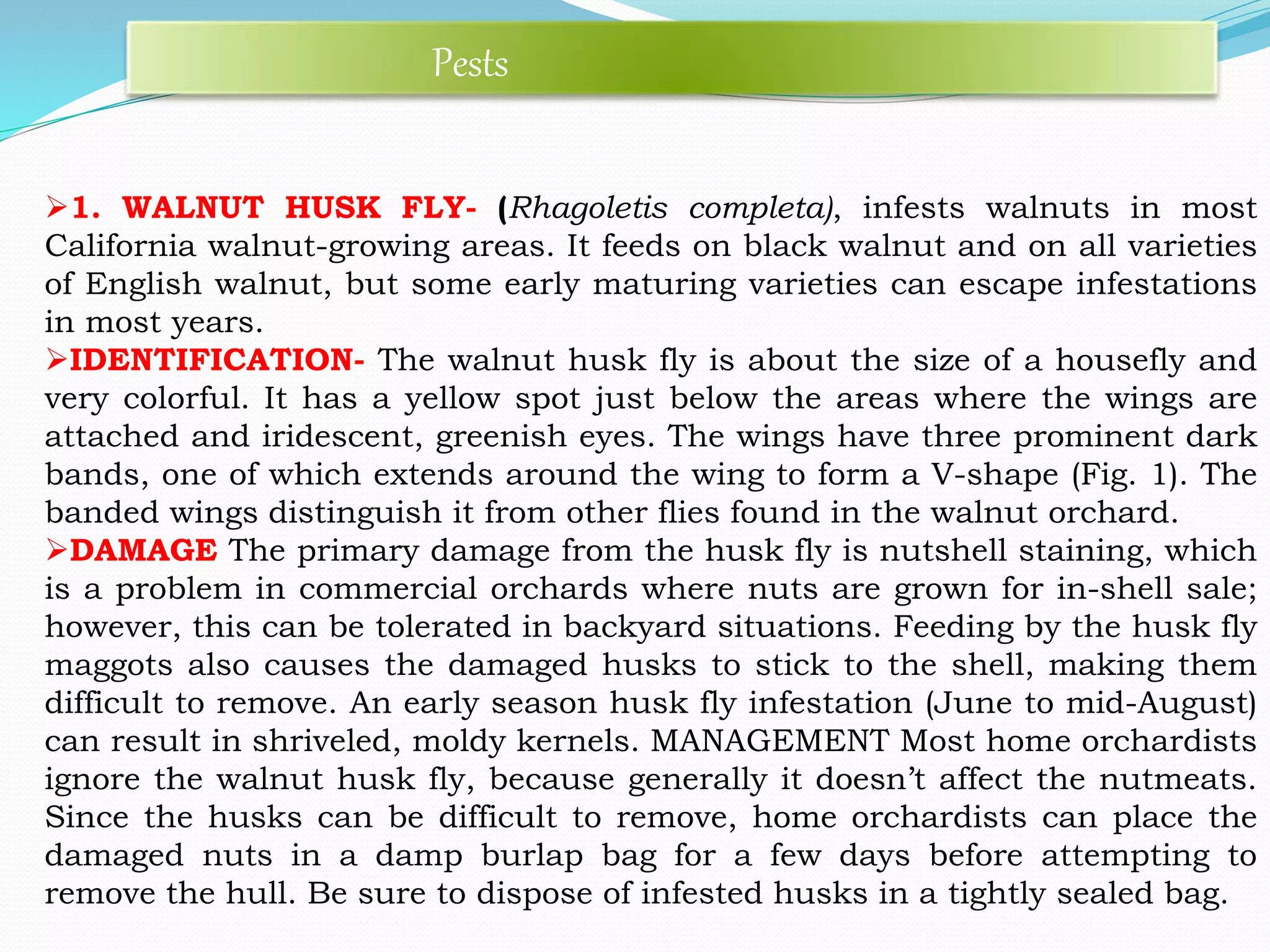 1. WALNUT HUSK FLY- (Rhagoletis completa), infests walnuts in most
California walnut-growing areas. It feeds on black walnut and on all varieties
of English walnut, but some early maturing varieties can escape infestations
in most years.
IDENTIFICATION- The walnut husk fly is about the size of a housefly and
very colorful. It has a yellow spot just below the areas where the wings are
attached and iridescent, greenish eyes. The wings have three prominent dark
bands, one of which extends around the wing to form a V-shape (Fig. 1). The
banded wings distinguish it from other flies found in the walnut orchard.
DAMAGE The primary damage from the husk fly is nutshell staining, which
is a problem in commercial orchards where nuts are grown for in-shell sale;
however, this can be tolerated in backyard situations. Feeding by the husk fly
maggots also causes the damaged husks to stick to the shell, making them
difficult to remove. An early season husk fly infestation (June to mid-August)
can result in shriveled, moldy kernels. MANAGEMENT Most home orchardists
ignore the walnut husk fly, because generally it doesn’t affect the nutmeats.
Since the husks can be difficult to remove, home orchardists can place the
damaged nuts in a damp burlap bag for a few days before attempting to
remove the hull. Be sure to dispose of infested husks in a tightly sealed bag.
Pests
 