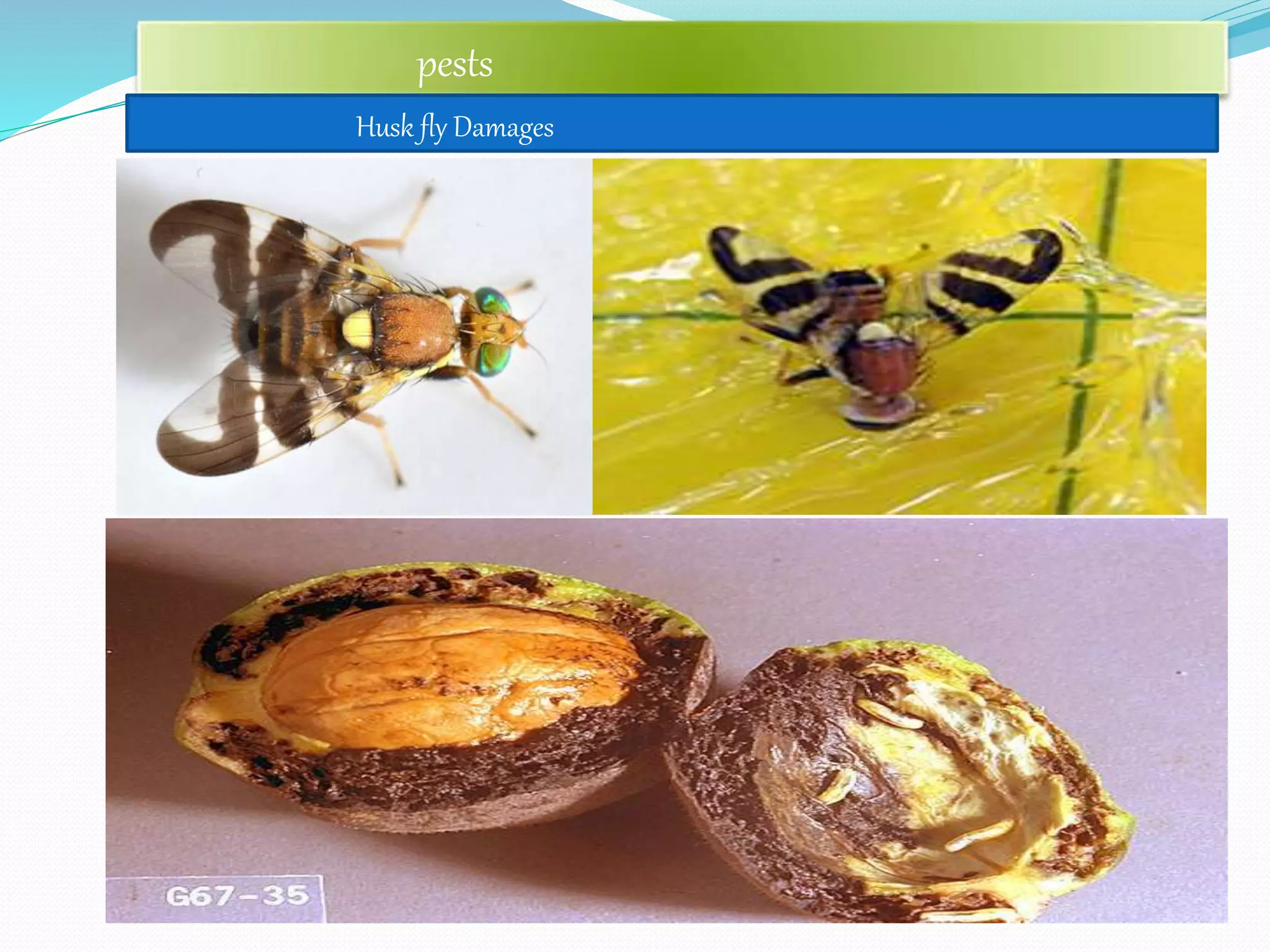 pests
Husk fly Damages
 