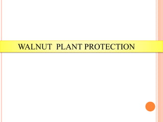 Advanced production technology of walnut | PPTX