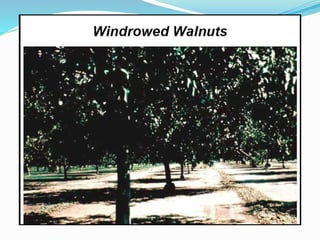 5. Walnut blight BACTERIUM(Xanthomonas campestris)
SYMPTOMS
Small, water-soaked spots on immature fruit which darken and ...