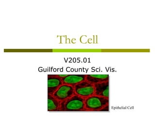 Advanced sci vis   the cell