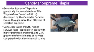 Advanced Strains of Tilapia and potential for Aquaculture in the world ...