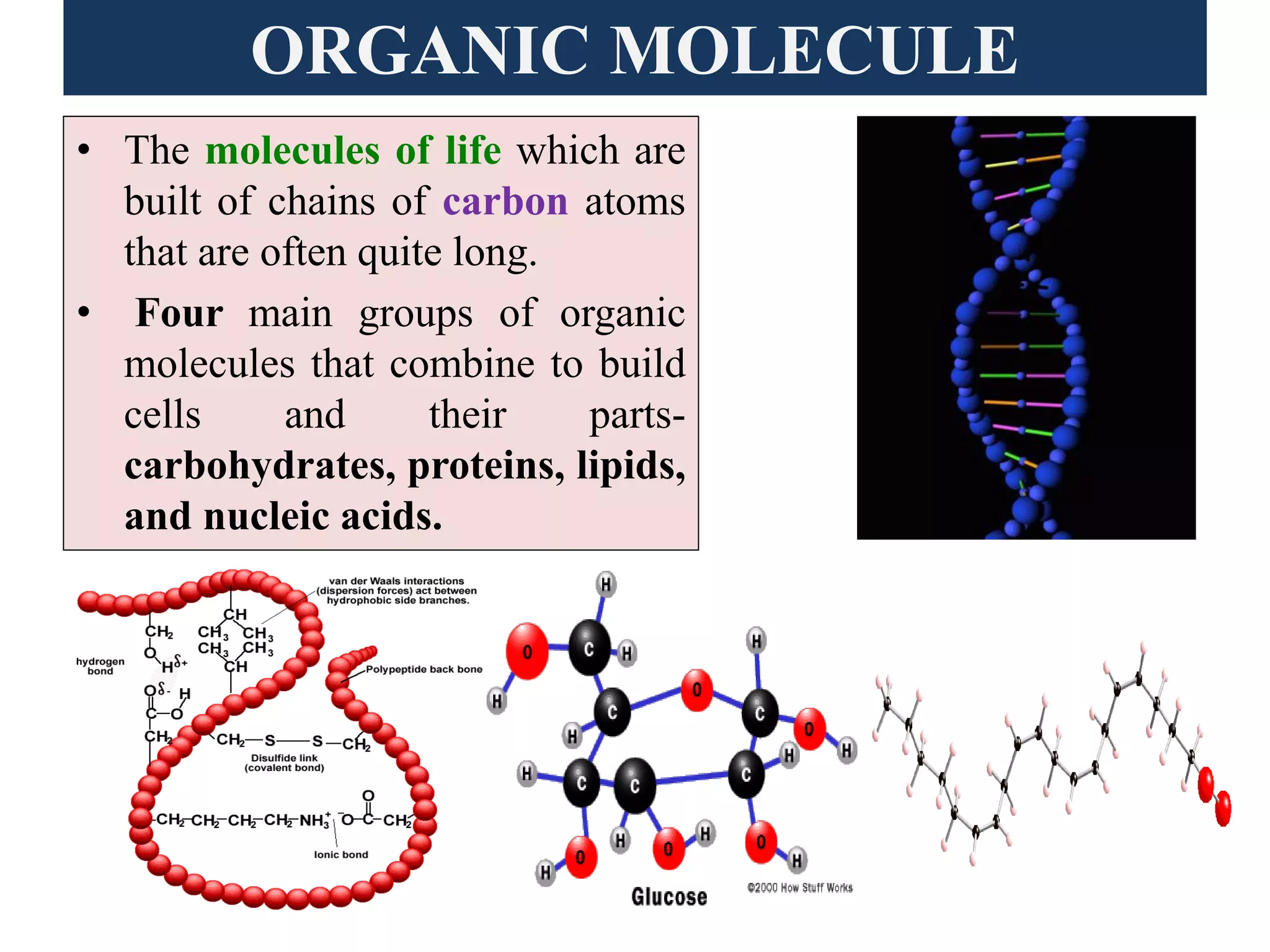 ORGANIC MOLECULE
• The molecules of life which are
built of chains of carbon atoms
that are often quite long.
• Four main groups of organic
molecules that combine to build
cells and their parts-
carbohydrates, proteins, lipids,
and nucleic acids.
 