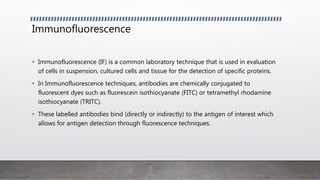 Immunofluorescence
• Immunofluorescence (IF) is a common laboratory technique that is used in evaluation
of cells in suspension, cultured cells and tissue for the detection of specific proteins.
• In Immunofluorescence techniques, antibodies are chemically conjugated to
fluorescent dyes such as fluorescein isothiocyanate (FITC) or tetramethyl rhodamine
isothiocyanate (TRITC).
• These labelled antibodies bind (directly or indirectly) to the antigen of interest which
allows for antigen detection through fluorescence techniques.
 
