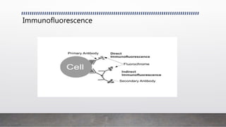 Immunofluorescence
 