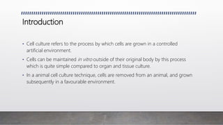 Introduction
• Cell culture refers to the process by which cells are grown in a controlled
artificial environment.
• Cells can be maintained in vitro outside of their original body by this process
which is quite simple compared to organ and tissue culture.
• In a animal cell culture technique, cells are removed from an animal, and grown
subsequently in a favourable environment.
 