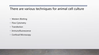 There are various techniques for animal cell culture
• Western Blotting
• Flow Cytometry
• Transfection
• Immunofluorescence
• Confocal Microscopy
 