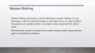 Western Blotting
• Western blotting, also known as immunoblotting or protein blotting, is a core
technique in cell and molecular biology. In most basic terms, it is used to detect
the presence of a specific protein in a complex mixture extracted from cells or
tissue.
• Electrophoretic transfer of proteins from sodium dodecyl sulfate-polyacrylamide
gels to nitrocellulose membrane.
 