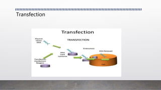 Transfection
 