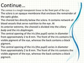 Continue…
The cornea is a tough transparent tissue in the front part of the eye.
The sclera is an opaque membrane that encloses the remainder of
the optic globe.
The choroid lies directly below the sclera. It contains network of
blood vessels that serve nutrition to the eye .At
its anterior extreme, the choroid is divided into the ciliary
body and the iris diaphragm.
The central opening of the iris (the pupil) varies in diameter
from approximately 2 to 8 mm. The front of the iris contains the
visible pigment of the eye, whereas the back contains a black
pigment.
The central opening of the iris (the pupil) varies in diameter
from approximately 2 to 8 mm. The front of the iris contains the
visible pigment of the eye, whereas the back contains a black
pigment.
 