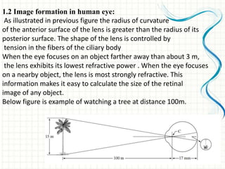 1.2 Image formation in human eye:
As illustrated in previous figure the radius of curvature
of the anterior surface of the lens is greater than the radius of its
posterior surface. The shape of the lens is controlled by
tension in the fibers of the ciliary body
When the eye focuses on an object farther away than about 3 m,
the lens exhibits its lowest refractive power . When the eye focuses
on a nearby object, the lens is most strongly refractive. This
information makes it easy to calculate the size of the retinal
image of any object.
Below figure is example of watching a tree at distance 100m.
 