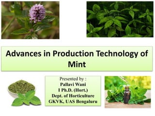 Advances in Production Technology of
Mint
Presented by :
Pallavi Wani
I Ph.D. (Hort.)
Dept. of Horticulture
GKVK, UAS Bengaluru
 