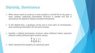 Diploidy, Dominance
 When nature wants to construct a more complex or animal life to rely upon, a
more complex underlying chromosome structure is needed and this is
achieved by the diploid or double stranded chromosomes
 In the diploid form, a genotype carries one or more pairs of chromosomes,
each containing information for the same function.
 Consider a diploid chromosome structure where different letters represent
different alleles (different gene function values)
 Allele represents the property of a particular gene
 