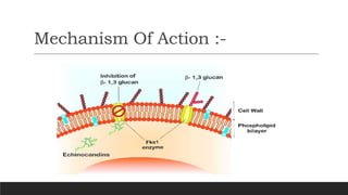 Mechanism Of Action :-
 