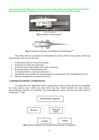 International Journal of Electronics and Communication Engineering  Technology (IJECET), ISSN 0976 – 
6464(Print), ISSN 0976 – 6472(Online), Volume 5, Issue 10, October (2014), pp. 45-54 © IAEME 
47 
 
Fig. 1: Robotic fish prototype [5] 
Fig. 2: Schematic Diagram of the Robotic Fish Prototype [5] 
The robotic fish was a prototype of a biomechatronic device with a living actuator. Following 
characteristics were given to the fish: 
i. A Styrofoam float (F) so the fish can float. 
ii. Electrical wires (W) for connections. 
iii. A silicone tail (T) that enables force while swimming. 
iv. Power provided by lithium batteries (B). 
v. A microcontroller to control movement (C). 
vi. An infrared sensor enables the microcontroller to communicate with a handheld device (C). 
vii. Muscles stimulated by an electronic unit (C). 
3. BIOMECHATRONIC COMPONENTS 
As stated above Dr. Hugh Herr and his acquaintances made a robotic fish that was propelled 
by living muscle tissue which was taken from frog legs which intended on using sensors, 
microcontroller, batteries, etc. Similarly, any biomechatronic system must have the same types of 
components [6], like: 
Fig. 3: Block Diagram showing the Biomechatronic Components 
 