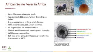 New developments in vaccines against African swine fever