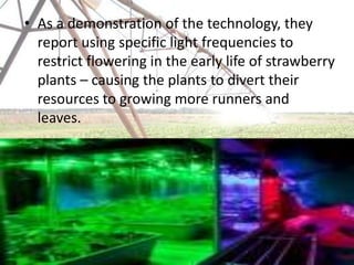 • As a demonstration of the technology, they
  report using specific light frequencies to
  restrict flowering in the early life of strawberry
  plants – causing the plants to divert their
  resources to growing more runners and
  leaves.
 