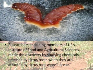 • Researchers, including members of UF’s
  Institute of Food and Agricultural Sciences,
  made the discovery by studying chemicals
  released by citrus roots when they are
  attacked by citrus root weevil larvae.
 