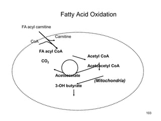 Fatty Acid Oxidation
FA acyl CoA
Acetyl CoA
CO2
Acetoacetyl CoA
Acetoacetate
(Mitochondria)
3-OH butyrate
FA acyl carnitine
Carnitine
CoA
103
 