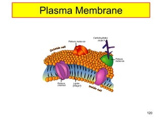 Plasma Membrane
120
 