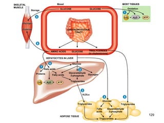 AMINO ACIDS GLUCOSE TRIGLYCERIDES
(in chylomicrons)
Blood
GLUCOSE
GASTROINTESTINAL
TRACT
+ H2O +
CO2
MOST TISSUES
Oxidation
ATP
1
AMINO ACIDS GLUCOSE TRIGLYCERIDES
(in chylomicrons)
Blood
GLUCOSE
GASTROINTESTINAL
TRACT
HEPATOCYTES IN LIVER
+ H2O +
CO2
MOST TISSUES
Oxidation
ATP
Fatty acids
Triglycerides
Glyceraldehyde
3-phosphate Glycogen
Glucose
+ H2O +
CO2 ATP
1
2
AMINO ACIDS GLUCOSE TRIGLYCERIDES
(in chylomicrons)
Blood
GLUCOSE
GASTROINTESTINAL
TRACT
HEPATOCYTES IN LIVER
+ H2O +
CO2
MOST TISSUES
Oxidation
ATP
Triglycerides
ADIPOSE TISSUE
VLDLs
Triglycerides
Fatty acids
Triglycerides
Glyceraldehyde
3-phosphate Glycogen
Glucose
+ H2O +
CO2 ATP
1
2
3
AMINO ACIDS GLUCOSE TRIGLYCERIDES
(in chylomicrons)
Blood
GLUCOSE
GASTROINTESTINAL
TRACT
GLUCOSE
HEPATOCYTES IN LIVER
SKELETAL
MUSCLE
Storage
+ H2O +
CO2
MOST TISSUES
Oxidation
ATP
Triglycerides
ADIPOSE TISSUE
VLDLs
Fatty
acids
Triglycerides
Glyceraldehyde
3-phosphate
Glucose
Fatty acids
Triglycerides
Glyceraldehyde
3-phosphate Glycogen
Glucose
Glycogen
Glycogen
+ H2O +
CO2 ATP
1
2
3
4
4
AMINO ACIDS GLUCOSE TRIGLYCERIDES
(in chylomicrons)
Blood
GLUCOSE
GASTROINTESTINAL
TRACT
GLUCOSE
HEPATOCYTES IN LIVER
SKELETAL
MUSCLE
Storage
+ H2O +
CO2
MOST TISSUES
Oxidation
ATP
Triglycerides
ADIPOSE TISSUE
VLDLs
Triglycerides
Fatty
acids
Triglycerides
Glyceraldehyde
3-phosphate
Glucose
Fatty acids
Triglycerides
Glyceraldehyde
3-phosphate Glycogen
Glucose
Glycogen
Glycogen
+ H2O +
CO2 ATP
1
2
3
4 5
4
AMINO ACIDS GLUCOSE TRIGLYCERIDES
(in chylomicrons)
Blood
GLUCOSE
GASTROINTESTINAL
TRACT
GLUCOSE
HEPATOCYTES IN LIVER
SKELETAL
MUSCLE
Storage
+ H2O +
CO2
MOST TISSUES
Oxidation
ATP
Triglycerides
ADIPOSE TISSUE
VLDLs
Triglycerides
Fatty
acids
Triglycerides
Glyceraldehyde
3-phosphate
Glucose
Keto acids
Fatty acids
Triglycerides
Glyceraldehyde
3-phosphate Glycogen
Glucose
Glycogen
Glycogen
+ H2O +
CO2 ATP
1
2
3
4 5
6
4
AMINO ACIDS GLUCOSE TRIGLYCERIDES
(in chylomicrons)
Blood
GLUCOSE
GASTROINTESTINAL
TRACT
GLUCOSE
HEPATOCYTES IN LIVER
SKELETAL
MUSCLE
Storage
+ H2O +
CO2
MOST TISSUES
Oxidation
ATP
Triglycerides
ADIPOSE TISSUE
VLDLs
Triglycerides
Fatty
acids
Triglycerides
Glyceraldehyde
3-phosphate
Glucose
Keto acids
Fatty acids
Proteins
Triglycerides
Glyceraldehyde
3-phosphate Glycogen
Glucose
Glycogen
Glycogen
+ H2O +
CO2 ATP
1
2
3
4 5
6
7
4
AMINO ACIDS GLUCOSE TRIGLYCERIDES
(in chylomicrons)
Blood
GLUCOSE
GASTROINTESTINAL
TRACT
GLUCOSE
HEPATOCYTES IN LIVER
SKELETAL
MUSCLE
Storage
+ H2O +
CO2
MOST TISSUES
Oxidation
ATP
Triglycerides
ADIPOSE TISSUE
VLDLs
Triglycerides
Fatty
acids
Triglycerides
Glyceraldehyde
3-phosphate
Glucose
Keto acids
Fatty acids
Proteins
Triglycerides
Glyceraldehyde
3-phosphate Glycogen
Glucose
Glycogen
Glycogen
Proteins
Proteins
+ H2O +
CO2 ATP
1
2
3
4 5
6
7
8
4
129
 