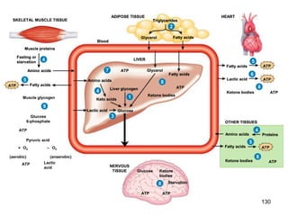 1
Liver glycogen
Glucose
LIVER
Blood
HEART
ADIPOSE TISSUE
SKELETAL MUSCLE TISSUE
OTHER TISSUES
1
Liver glycogen
Glucose
LIVER
Glycerol
Blood
HEART
Fatty acids
Glycerol
Triglycerides
ADIPOSE TISSUE
SKELETAL MUSCLE TISSUE
OTHER TISSUES
2
Fatty acids
1
Liver glycogen
Glucose
LIVER
Lactic acid
Glycerol
Blood
HEART
Fatty acids
Glycerol
Triglycerides
ADIPOSE TISSUE
SKELETAL MUSCLE TISSUE
OTHER TISSUES
3
2
Fatty acids
1
Liver glycogen
Keto acids
Glucose
Amino acids
LIVER
Lactic acid
Glycerol
Blood
HEART
Muscle proteins
Fatty acids
Glycerol
Triglycerides
ADIPOSE TISSUE
Fasting or
starvation
SKELETAL MUSCLE TISSUE
OTHER TISSUES
Proteins
Amino acids
Amino acids
4
4
3
4
2
Fatty acids
1
Liver glycogen
Keto acids
Glucose
Amino acids
LIVER
Lactic acid
Glycerol
Blood
HEART
Fatty acids
Muscle proteins
Fatty acids
Glycerol
Triglycerides
ADIPOSE TISSUE
Fasting or
starvation
SKELETAL MUSCLE TISSUE
OTHER TISSUES
Fatty acids
Proteins
Amino acids
Amino acids
Fatty acids
ATP
ATP
ATP
4
5
5
4
3
5
4
2
Fatty acids
1
Liver glycogen
Keto acids
Glucose
Amino acids
LIVER
Lactic acid
Glycerol
Blood
HEART
Fatty acids
Muscle proteins
Fatty acids
Glycerol
Triglycerides
ADIPOSE TISSUE
Fasting or
starvation
SKELETAL MUSCLE TISSUE
OTHER TISSUES
Fatty acids
Proteins
Amino acids
Amino acids
Fatty acids
Lactic acid
ATP
ATP
ATP
ATP
4
5
5
6
4
3
5
4
2
Fatty acids
1
Liver glycogen
Keto acids
Glucose
Amino acids
LIVER
Lactic acid
Glycerol
Blood
HEART
Fatty acids
Muscle proteins
Fatty acids
Glycerol
Triglycerides
ADIPOSE TISSUE
Fasting or
starvation
SKELETAL MUSCLE TISSUE
OTHER TISSUES
Fatty acids
Proteins
Amino acids
Amino acids
Fatty acids
Lactic acid
ATP
ATP
ATP
ATP
ATP
4
5
5
6
7
4
3
5
4
2
Fatty acids
1
Liver glycogen
Keto acids
Glucose
Amino acids
LIVER
Fatty acids
Lactic acid
Ketone bodies
Glycerol
Blood
NERVOUS
TISSUE Ketone
bodies
Glucose
Starvation
HEART
Fatty acids
Muscle proteins
Fatty acids
Glycerol
Triglycerides
ADIPOSE TISSUE
Fasting or
starvation
SKELETAL MUSCLE TISSUE
Ketone bodies
OTHER TISSUES
Fatty acids
Proteins
Amino acids
Amino acids
Fatty acids
Ketone bodies
Lactic acid
ATP
ATP
ATP
ATP
ATP
ATP
ATP
ATP
ATP ATP
4
5
8
5
6
8
8
7
4
3
5
4
2
8
1
Liver glycogen
Keto acids
Glucose
Amino acids
LIVER
Fatty acids
Lactic acid
Ketone bodies
Glycerol
Blood
NERVOUS
TISSUE Ketone
bodies
Glucose
Starvation
HEART
Fatty acids
Muscle proteins
Fatty acids
Glycerol
Triglycerides
ADIPOSE TISSUE
Fasting or
starvation
SKELETAL MUSCLE TISSUE
Ketone bodies
OTHER TISSUES
Fatty acids
Proteins
Amino acids
Glucose
6-phosphate
Pyruvic acid
Lactic
acid
Muscle glycogen
(aerobic) (anaerobic)
Amino acids
Fatty acids
Ketone bodies
Lactic acid
ATP
O2
ATP
ATP
ATP
ATP
ATP
ATP
ATP
ATP
ATP
ATP ATP
+ O2
–
4
5
8
5
6
8
8
7
4
3
9
5
4
2
8
130
 