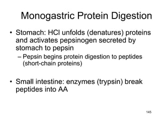 Monogastric Protein Digestion
• Stomach: HCl unfolds (denatures) proteins
and activates pepsinogen secreted by
stomach to pepsin
– Pepsin begins protein digestion to peptides
(short-chain proteins)
• Small intestine: enzymes (trypsin) break
peptides into AA
145
 