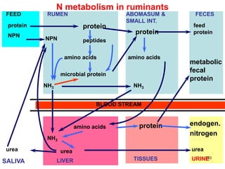 RUMEN
BLOOD STREAM
URINE
SALIVA
ABOMASUM &
SMALL INT.
LIVER TISSUES
FECES
N metabolism in ruminants
FEED
protein
NPN
protein
protein
feed
protein
NPN
microbial protein
peptides
amino acids
NH3 NH3
NH3
urea
urea urea
protein
amino acids
amino acids
endogen.
nitrogen
metabolic
fecal
protein
150
 