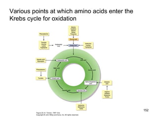 Various points at which amino acids enter the
Krebs cycle for oxidation
152
 