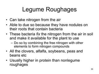 Legume Roughages
• Can take nitrogen from the air
• Able to due so because they have nodules on
their roots that contain bacteria
• These bacteria fix the nitrogen from the air in soil
and make it available for the plant to use
– Do so by combining the free nitrogen with other
elements to form nitrogen compounds
• All the clovers, alfalfa, soybeans, peas and
beans etc
• Usually higher in protein than nonlegume
roughages
30
 
