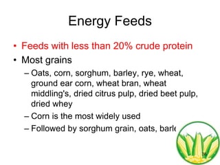 Energy Feeds
• Feeds with less than 20% crude protein
• Most grains
– Oats, corn, sorghum, barley, rye, wheat,
ground ear corn, wheat bran, wheat
middling's, dried citrus pulp, dried beet pulp,
dried whey
– Corn is the most widely used
– Followed by sorghum grain, oats, barley
36
 