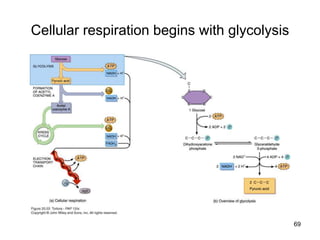 Cellular respiration begins with glycolysis
69
 